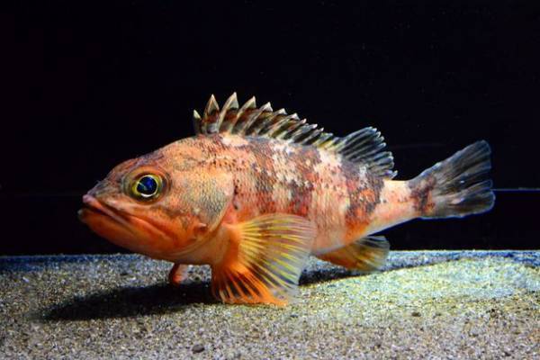 グソくんと行く！深海探検-しな水の深海生物み～つけた！-深海生物に触れる人気イベント「深海生物ふれあいタッチ」や「モザイクタイルワークショップ」を同時開催！！2023年1月21日(土)～2月27日(月)