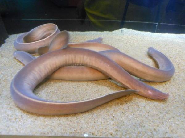 グソくんと行く！深海探検-しな水の深海生物み～つけた！-深海生物に触れる人気イベント「深海生物ふれあいタッチ」や「モザイクタイルワークショップ」を同時開催！！2023年1月21日(土)～2月27日(月)