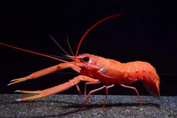 グソくんと行く！深海探検-しな水の深海生物み～つけた！-深海生物に触れる人気イベント「深海生物ふれあいタッチ」や「モザイクタイルワークショップ」を同時開催！！2023年1月21日(土)～2月27日(月)