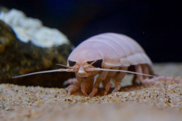 グソくんと行く！深海探検-しな水の深海生物み～つけた！-深海生物に触れる人気イベント「深海生物ふれあいタッチ」や「モザイクタイルワークショップ」を同時開催！！2023年1月21日(土)～2月27日(月)