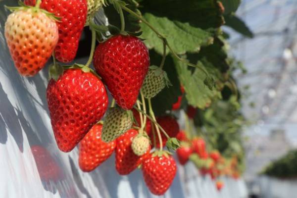 甘くて大きい秩父産いちごをたっぷり堪能！「電車とバスの乗り継ぎ旅　秩父いちご狩りツアー」2/11より開催