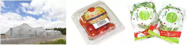 （ご参考）「さくらライナー」での朝採れ野菜の貨客混載輸送の本格運用を開始しました！