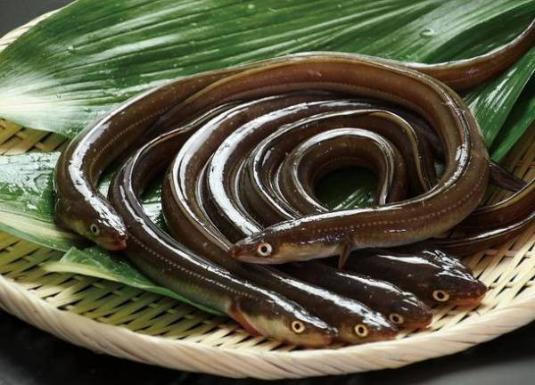 “海鮮の宝庫”千葉が誇る東京湾の海の恵みを食べつくそう特集　千葉の水産物を堪能できるイベントも開催！