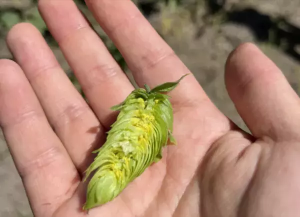 世界一の“湯上がり体験”ができる「唯一を、楽しむ」温泉宿　湯坊いちらく TENDO SPA & BREWERY　2023年1月21日(土)リニューアル・グランドオープン