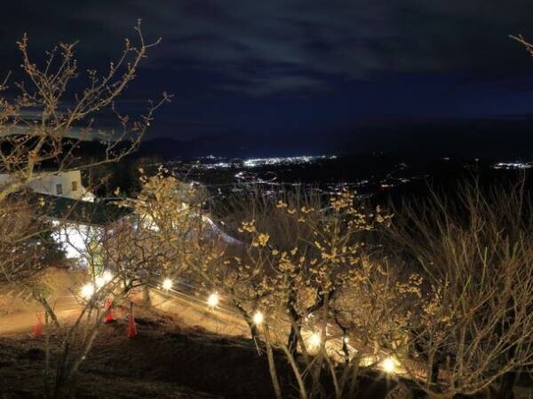 関東一のロケーション　宝登山の臘梅(ロウバイ)が開花　期間限定でライトアップやハイキング等を実施