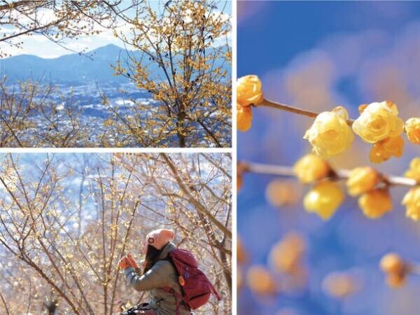 関東一のロケーション　宝登山の臘梅(ロウバイ)が開花　期間限定でライトアップやハイキング等を実施