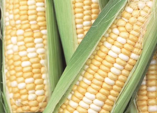 “自然由来指数100％”の化粧水「ルバンシュ　スキンローション」1月20日より自社通販などでリニューアル販売開始