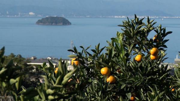 アイデア満載の豊かな島ライフに密着！「島でめっちゃ稼ぐ人」1月28日(土)午後3時から日テレ系全国放送