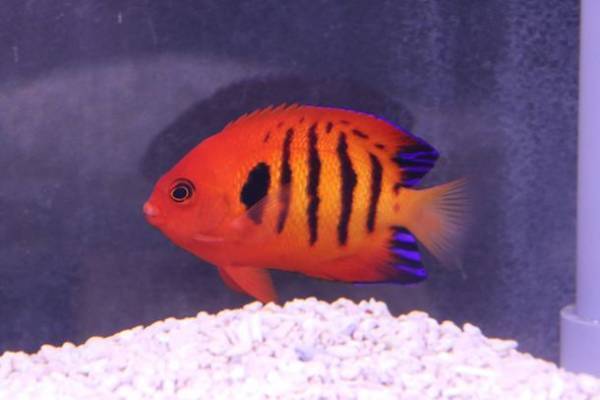 中村功平選手が1日館長就任！「茨城ロボッツ」とのコラボレーションイベント開催　アクアワールド・大洗×茨城ロボッツ『AQUAWORLD OARAI ARENA』2023年2月4日(土)～3月31日(金)開催〈 https://aquaworld-oarai.com/2023/01/26/aquaworldoaraiarena 〉