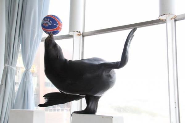 中村功平選手が1日館長就任！「茨城ロボッツ」とのコラボレーションイベント開催　アクアワールド・大洗×茨城ロボッツ『AQUAWORLD OARAI ARENA』2023年2月4日(土)～3月31日(金)開催〈 https://aquaworld-oarai.com/2023/01/26/aquaworldoaraiarena 〉