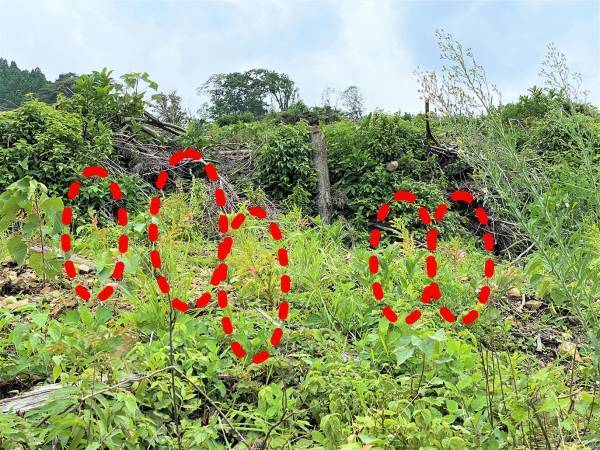 使った分の木を山に還す「苗木を還そうプロジェクト」宮崎県にスギの再造林費用を寄付