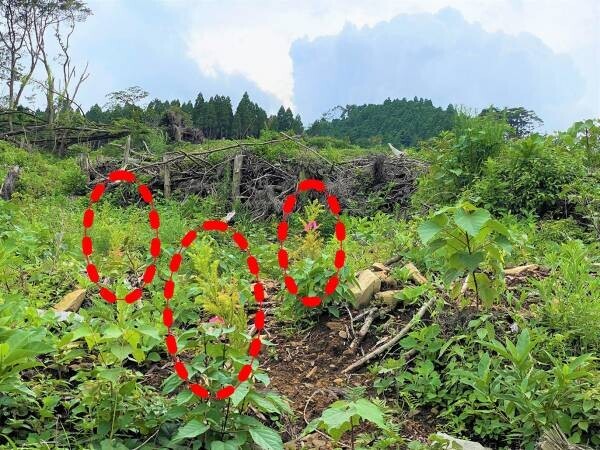 使った分の木を山に還す「苗木を還そうプロジェクト」宮崎県にスギの再造林費用を寄付