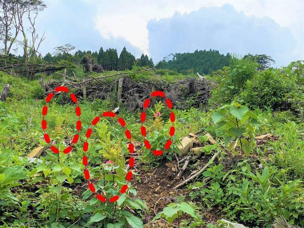 使った分の木を山に還す「苗木を還そうプロジェクト」宮崎県にスギの再造林費用を寄付