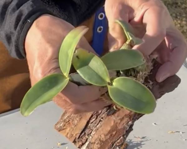 約10,000株　約500種のらん展示・販売！第18回　関西らんフェスタを開催します