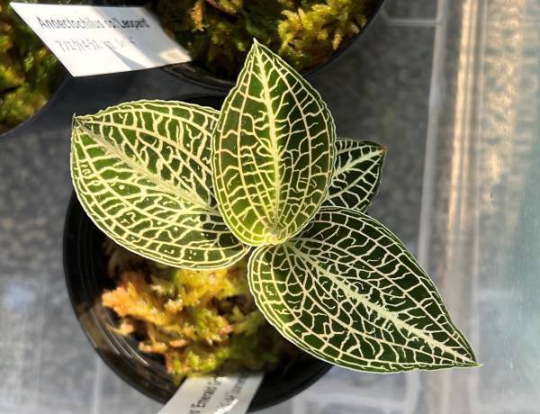 約10,000株　約500種のらん展示・販売！第18回　関西らんフェスタを開催します