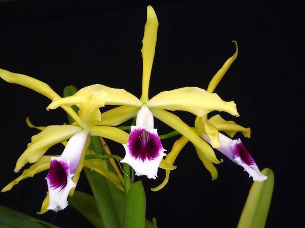 約10,000株　約500種のらん展示・販売！第18回　関西らんフェスタを開催します