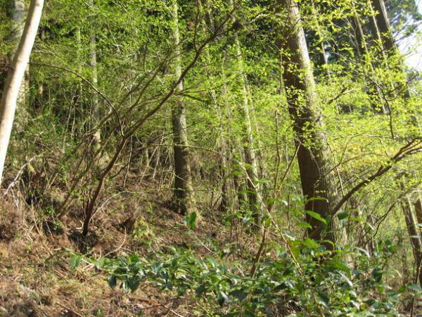 全国の国産木材に関わる方々が出展する展示会「WOODコレクション(モクコレ)2023」にて1/31～2/1出展