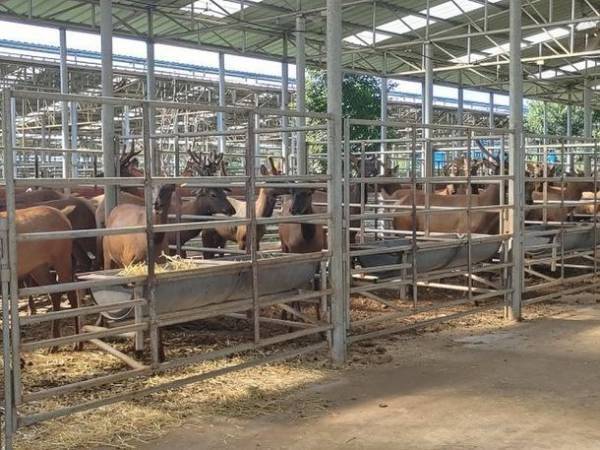 韓国の元気な鹿の肉と昆虫タンパク質を使用した【ベニソン】が2023年4月に販売予定！