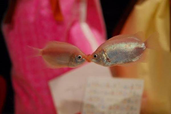 「しな水のバレンタイン2023」を2023年2月1日より開催　バレンタインをテーマとした様々なイベントを実施！