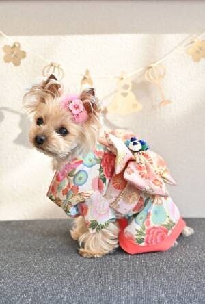 愛犬・愛猫のひなまつり祝いに向けて着物風ペットウェアに新色となる3色を追加！