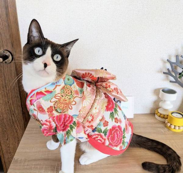 愛犬・愛猫のひなまつり祝いに向けて着物風ペットウェアに新色となる3色を追加！