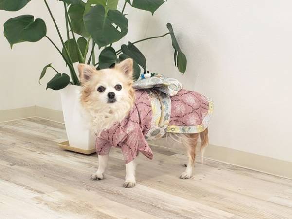 愛犬・愛猫のひなまつり祝いに向けて着物風ペットウェアに新色となる3色を追加！