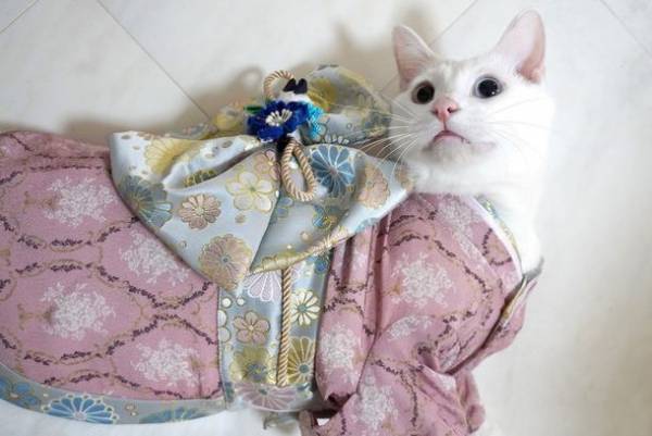 愛犬・愛猫のひなまつり祝いに向けて着物風ペットウェアに新色となる3色を追加！