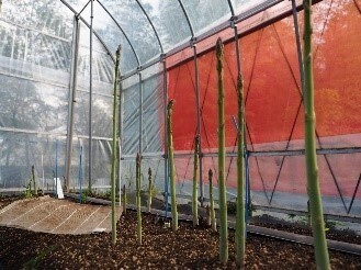 アスパラガスの雌雄間差を日本の主要な3つの作型で比較雌株は雄株に比べて太いアスパラガスを収穫できることが判明