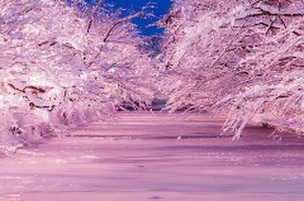 冬を楽しむグランピングイベントや雪燈籠まつりを弘前市民中央広場や弘前公園にて2月頭から開催！