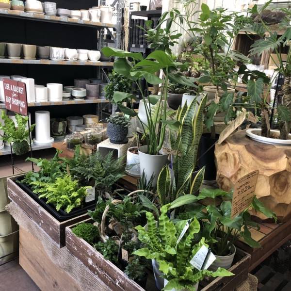 ～花とともに、グリーンを楽しもう～来店型の花のサブスク「ハナノヒ」の4種プランで、月1回に限り、日比谷花壇の植物ブランド「COTO tree」の植物との交換が可能に。2月1日（水）から4月30日（日）までの期間限定