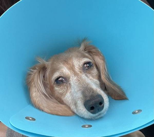 保護犬とその飼い主を医療費支援したい！相互支援システム構築のためのクラウドファンディングを開始