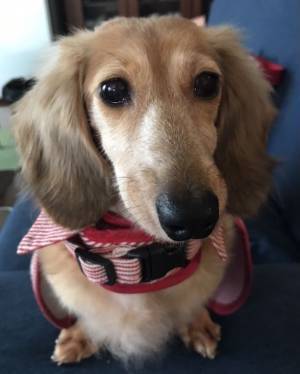 保護犬とその飼い主を医療費支援したい！相互支援システム構築のためのクラウドファンディングを開始