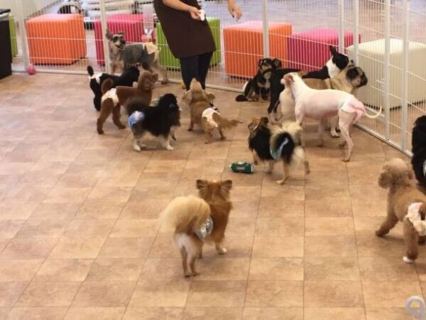 繁殖引退犬の“第2の犬生”をサポートする「里親Cafe」　1月30日にクラウドファンディングを開始