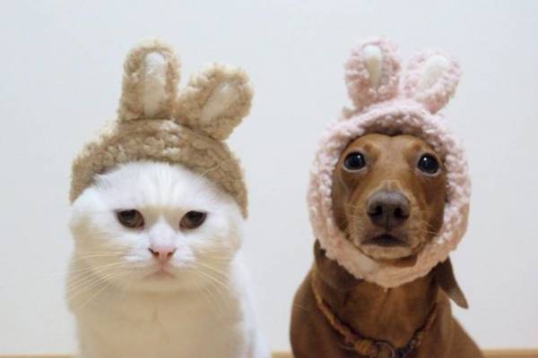 国内最大級のペット専門タレントプロダクションanicas、ペットタレントを対象に企業や広告代理店の「ここが変だよ」を調査