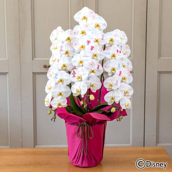 「Disney100」をテーマにしたフレームアートや化粧蘭のフラワーアイテム限定コレクション、日比谷花壇オンラインショッピングサイトで、2月8日（水）から注文受付開始