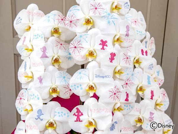 「Disney100」をテーマにしたフレームアートや化粧蘭のフラワーアイテム限定コレクション、日比谷花壇オンラインショッピングサイトで、2月8日（水）から注文受付開始