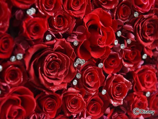 「Disney100」をテーマにしたフレームアートや化粧蘭のフラワーアイテム限定コレクション、日比谷花壇オンラインショッピングサイトで、2月8日（水）から注文受付開始