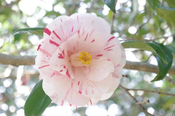 「つばき観賞会」静岡・伊東市 小室山公園つばき園にて2/18～3/12開催！約110種の椿の一輪挿しや雛飾りの展示を実施