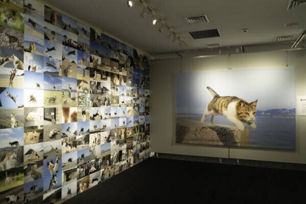 郵政博物館で開催中の「飛び猫写真展」が2月4日(土)時点で来場者数5,000人を突破！