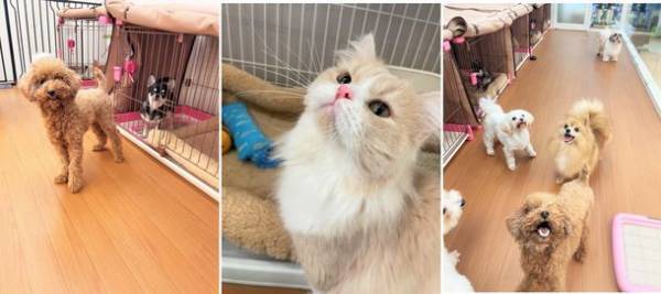 ブリーディングを卒業した犬・猫とのマッチング専門店「パートナープラス八事店」愛知県名古屋市に3月1日(水)オープン
