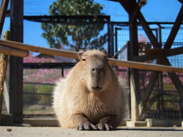 西日本初！エアストリームを使用したサウナ“SAUNA NEW HARVEST”が4月2日までの土・日・祝で開催