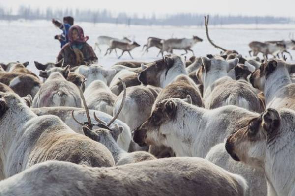 トナカイの革で作る北欧の伝統的アクセサリー「サーミブレスレット」数量期間限定デザインを2月18日(土)から販売開始