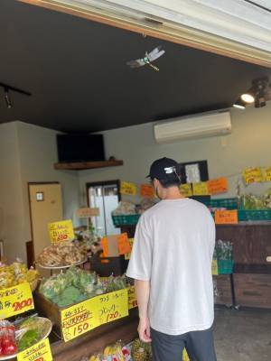 殺虫剤・忌避剤不使用　累計販売実績 50万個を突破した『おにやんま君』の妹『あかねちゃん』先行発売がもうすぐ終了