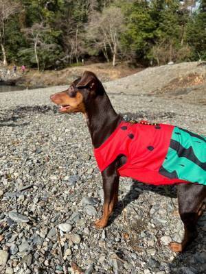 殺虫剤・忌避剤不使用　累計販売実績 50万個を突破した『おにやんま君』の妹『あかねちゃん』先行発売がもうすぐ終了