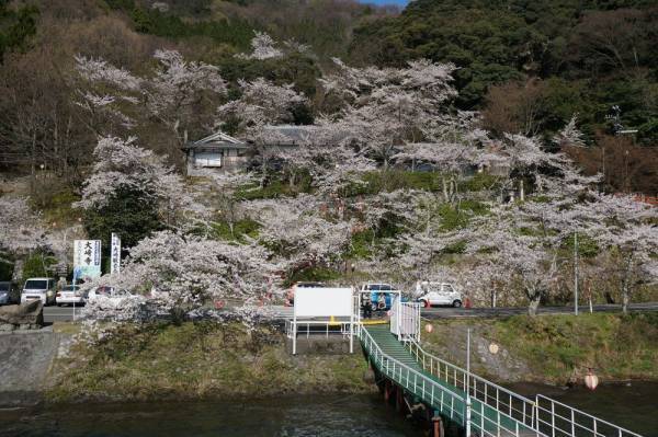 びわ湖最北端、日本さくら名所100選「海津大崎の桜」を愛でるお花見船を期間限定で運航！「海津大崎桜クルーズ2023」