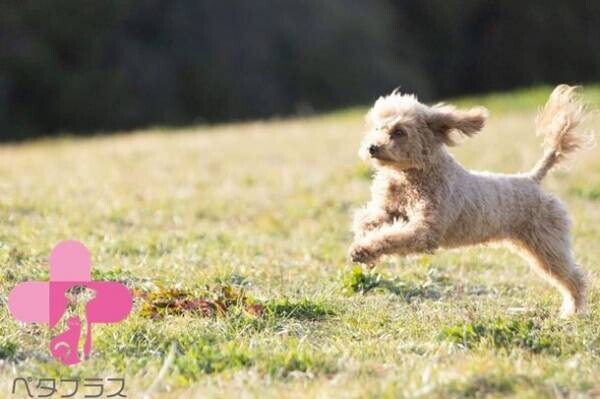 シニア犬・老犬の健康、歩容をサポートする機能性犬用首輪　『ペタプラス YORISOUカラー』4月12日より販売開始！