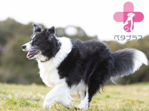 シニア犬・老犬の健康、歩容をサポートする機能性犬用首輪　『ペタプラス YORISOUカラー』4月12日より販売開始！