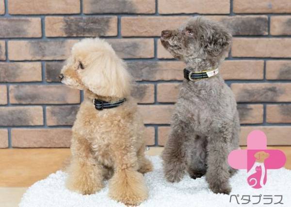 シニア犬・老犬の健康、歩容をサポートする機能性犬用首輪　『ペタプラス YORISOUカラー』4月12日より販売開始！