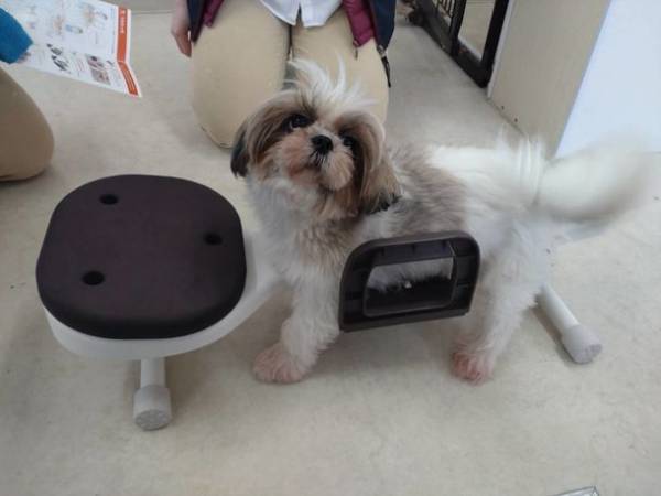 下肢の弱いワンちゃんの体を支えて安心トリミング　シャンプーやカットの一人作業を補助できる「リラたっち」新発売