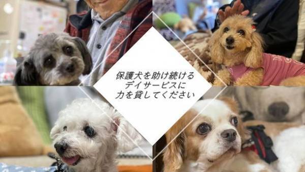 『保護犬を助け続けるデイサービスに力を貸して下さい』2月28日まで運営支援のクラウドファンディングを受付